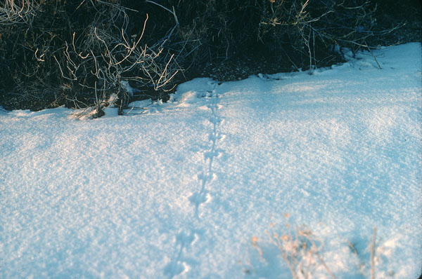 The 35mm slide that inspired the painting Winter Visitor, 2020, by Dennis Liberty